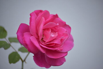 Blühende Rose