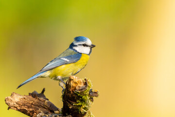 Blaumeise sitzt auf einem alten Ast