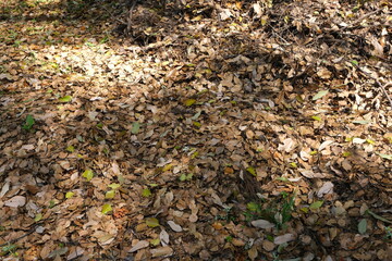 木漏れ日さす森のふんわり枯葉