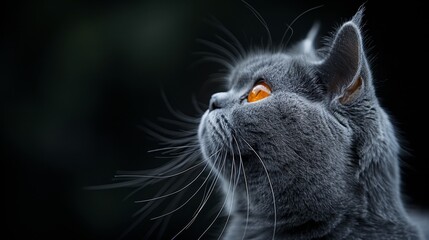   A tight shot of a feline's visage, its left eye emitting an orange radiance