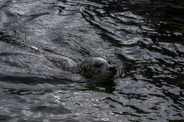 Seal Swimming Peacefully in a Calm Water Surface