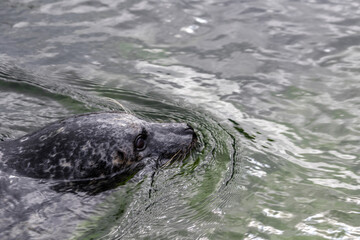 Fototapeta premium Seal Swimming Peacefully in a Calm Water Surface