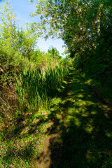 Obraz premium Punta Alberete nature reserve (Ravenna)