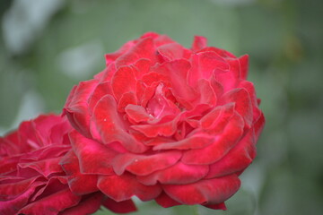 Leuchtende rote Rosenblüte