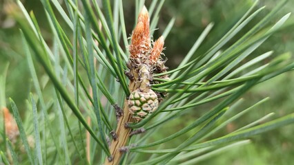 close up of pine needles