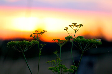 Green umbel plants in sunset between light and darkness