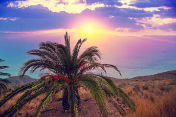 Palm tree in the mountain desert. View of the desert during sunrise