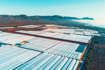 Greenhouses in the south of Spain near Maro city, Nerja, Malaga, Spain. View from a drone. - obrazy, fototapety, plakaty