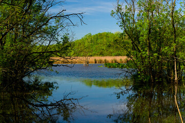 Punta Alberete nature reserve (Ravenna)
