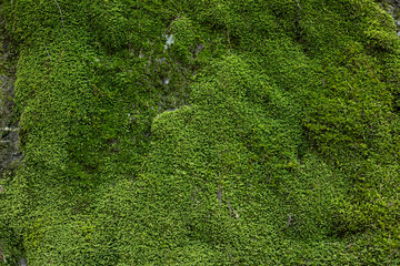 緑の苔に覆われた岩