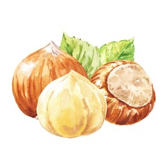 Hazelnut watercolour composition hand drawn food illustration 
