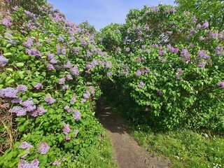 wunderschöner lila Flieder mit wunderschönem blauen Himmel in Berlin, Treptow / Köpenick / Deutschland