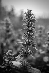 Nature at dawn nice background atmosphere black and white