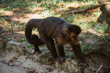 Obraz premium beautiful brown monkey in nature