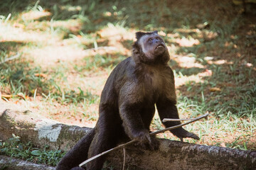 beautiful brown monkey  in nature