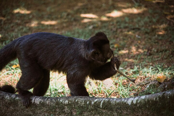 beautiful brown monkey  in nature