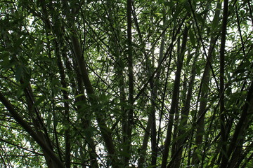 Obraz premium Kühle im Schatten