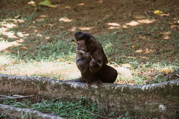 Obraz premium beautiful brown monkey in nature