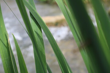 Fototapeta premium Ufer am Bach