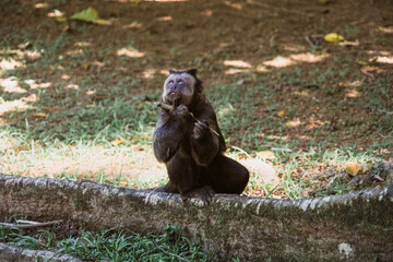 beautiful brown monkey  in nature