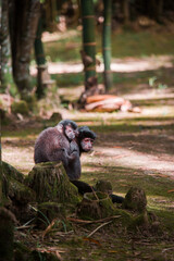 beautiful brown mother monkey and her baby  in nature