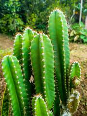 Cactus Leaves in nature - Cereus Grandiflorus Extract