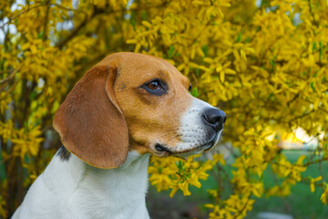 Beagle dog portrait with a yellow bush on the background