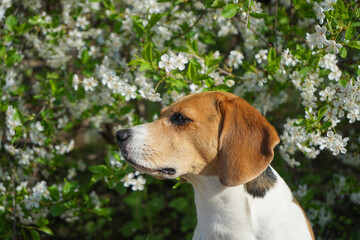 Beagle dog sitting near a blooming tree in spring