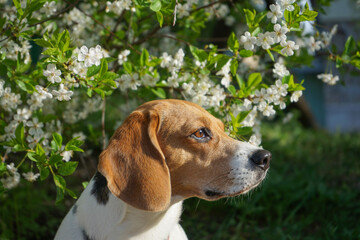 Beagle dog sitting near a blooming tree in spring