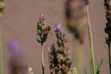 Abeja  polinizando