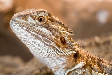 Majestic Reptile: Bearded Dragon in 4K Photo