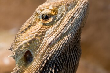 Majestic Reptile: Bearded Dragon in 4K Photo