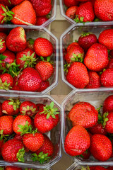 Frische Erdbeeren direkt vom Feld in einem kleinem Schälchen auf einem Marktstand auf dem Markt, frische Früchte im Sommer