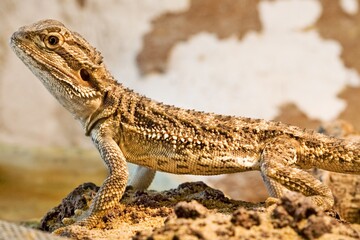 Majestic Reptile: Bearded Dragon in 4K Photo