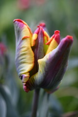 Tulipany