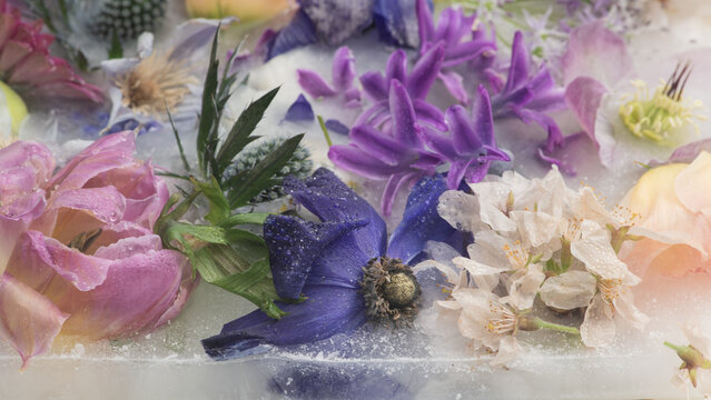 abstract artistic background with purple flowers frozen in ice, water and milk