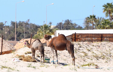 Wielbłądy na plaży na Djerbie - obrazy, fototapety, plakaty