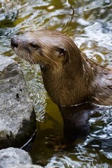 Aquatic Charm: Otter in Water in 4K Photo