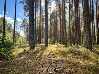 Forest glade, pine trees, sun, summer day. - 784448479