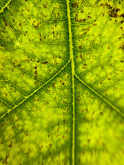 Green oak leaves with veins in sunlight. - 784448498