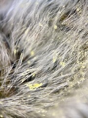 Fluffy willow bud in yellow pollen, extreme close-up photo - 784448660