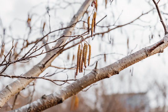 Young fresh Alnus glutinosa catkins on a tree background