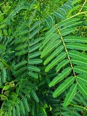 Close-up of Mimosa Pudica plants. 