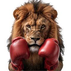 Boxer lion on transparent background - obrazy, fototapety, plakaty