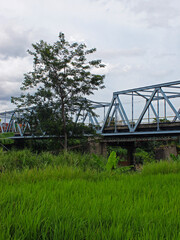 View of the rice fields with a big tree and a bridge. 