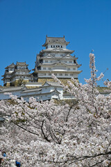 姫路城と桜