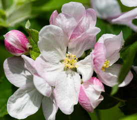 Close up of an apple blossom in spring.