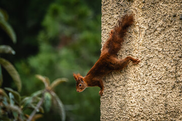 Un écureuil roux en balade