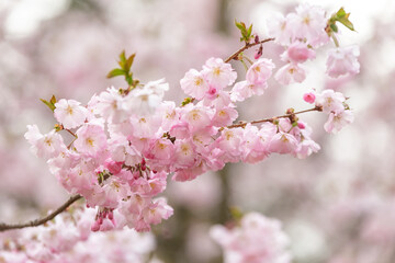 Branch of pink sakura flowers on the blurred background - 784460830