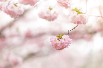 Pink sakura flowers on the blurred background - 784461000